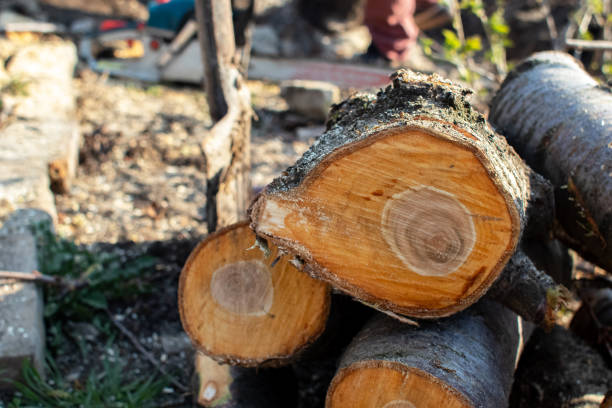 Best Firewood Processing and Delivery  in Farmersville, CA